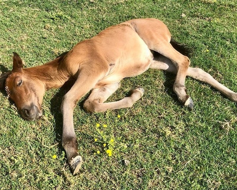 8-Hour Petting Zoo Visit in Romance