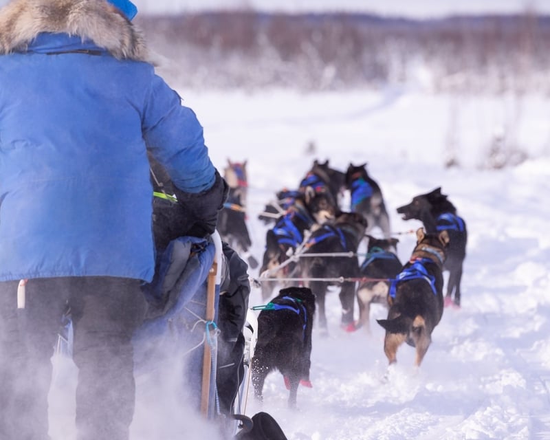 Self Drive Winter Dog Sledding Tour in Willow
