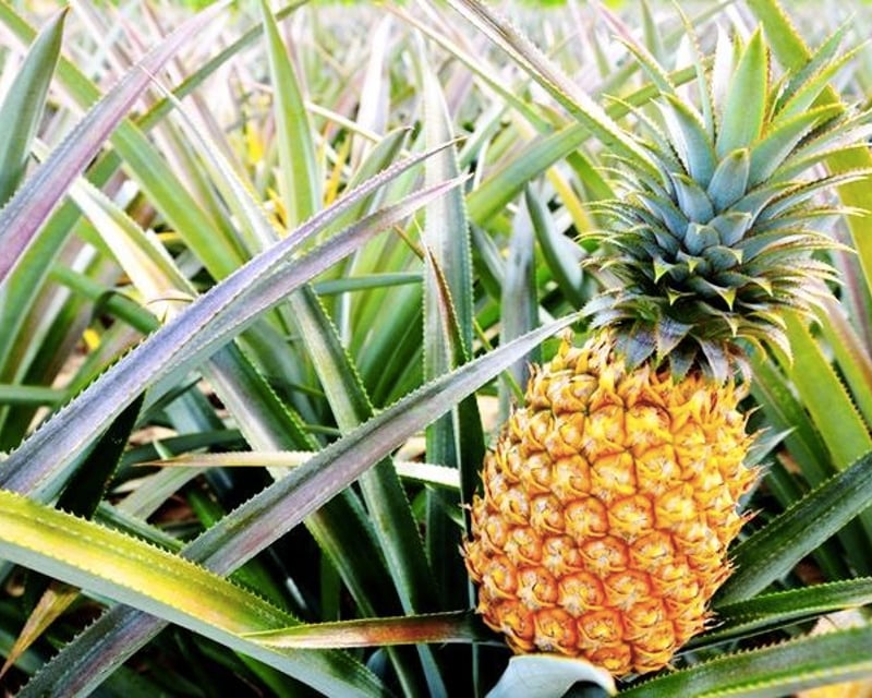 Customize a Private Guided Tour on Oahu