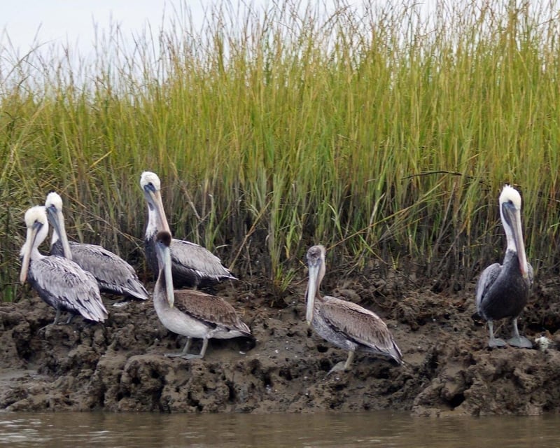 ACE Basin Dolphin Boat Tour