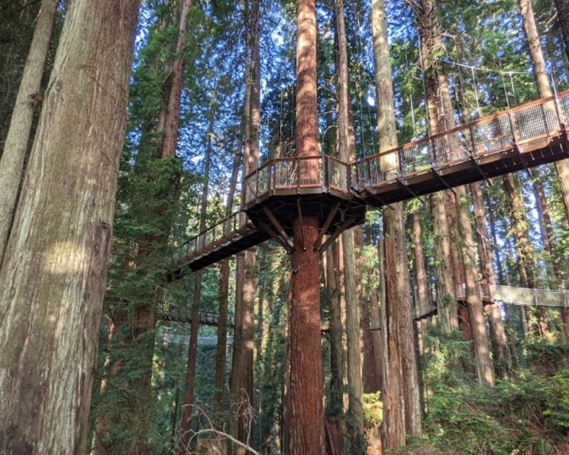 Explore Sequoia Park Guided Hike & Redwood Skywalk