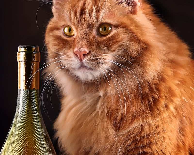 Alexandria Wine Tasting With Cats