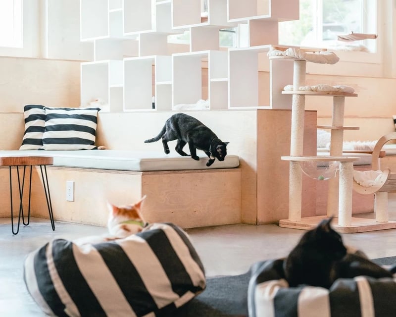 Private Cat Cafe Visit with Rescue Cats in Bellingham