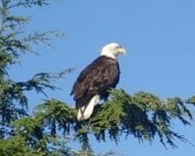 Custom Guided Tour of Ketchikan