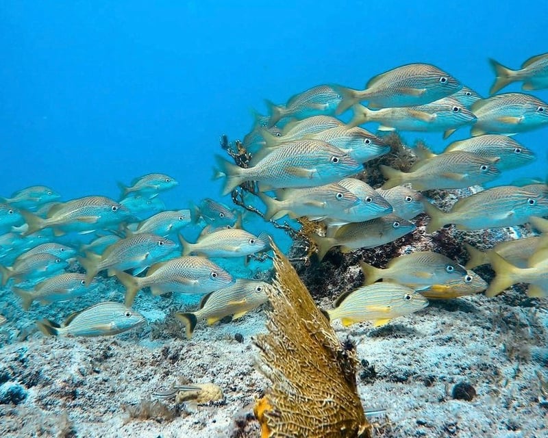 Private Coral Reef Snorkeling Boat Tour in Vieques