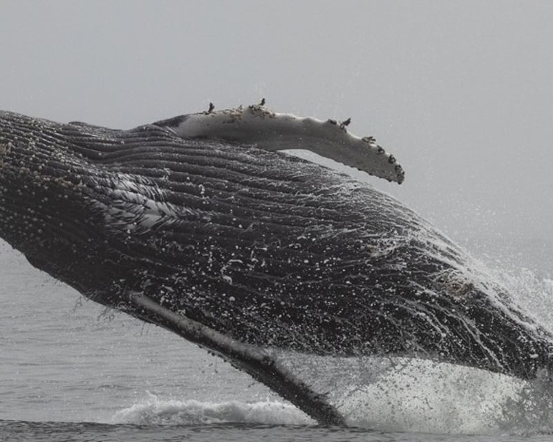 Monterey 3-Hour Whale Watching Cruise