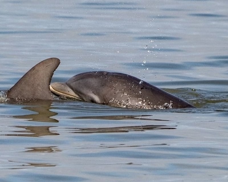 Fort Myers Beach Guided Dolphin Jet Ski Tour