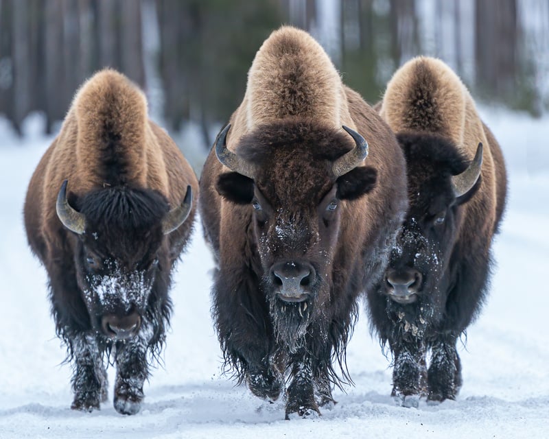 Grand Teton Private Winter Tour