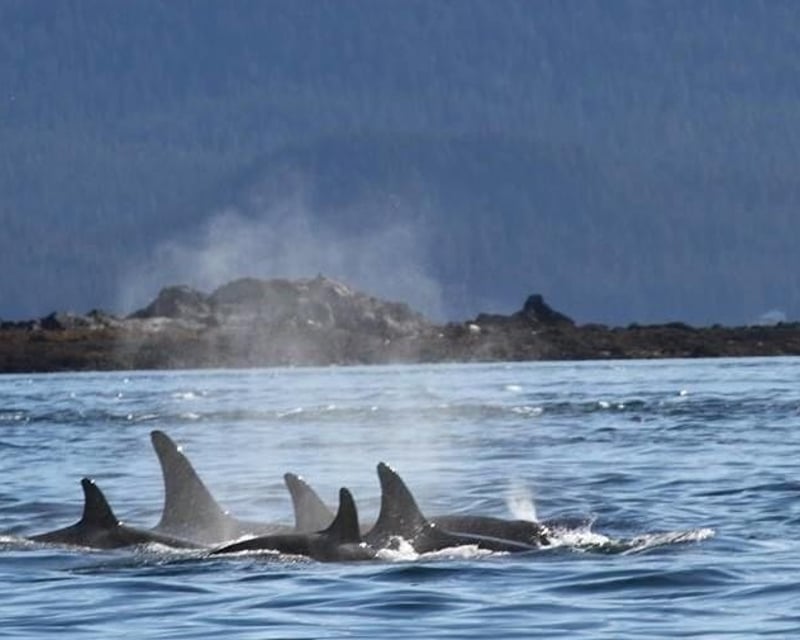 Juneau 3-Hour Whale Watching Cruise