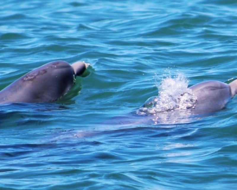 Shell Island Dolphin Swim & Snorkel Boat Tour