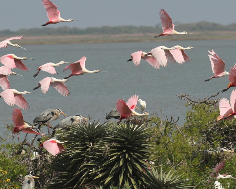 2-Hour Little Bay Spring Rookery Birding Tour