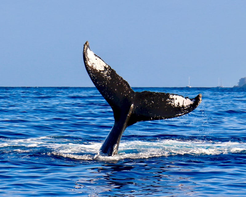 Afternoon Whale Watching Cruise in Kihei