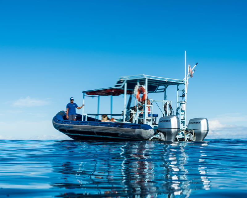 Private Dolphin Watch Charter in Honolulu