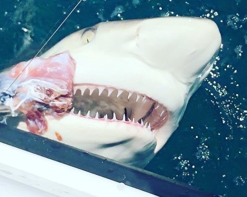 Private Shark Fishing Charter off Clearwater Beach