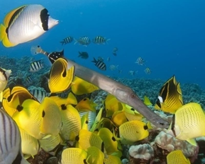 2-Tank Reef Dive & Snorkel Boat Trip in Kona