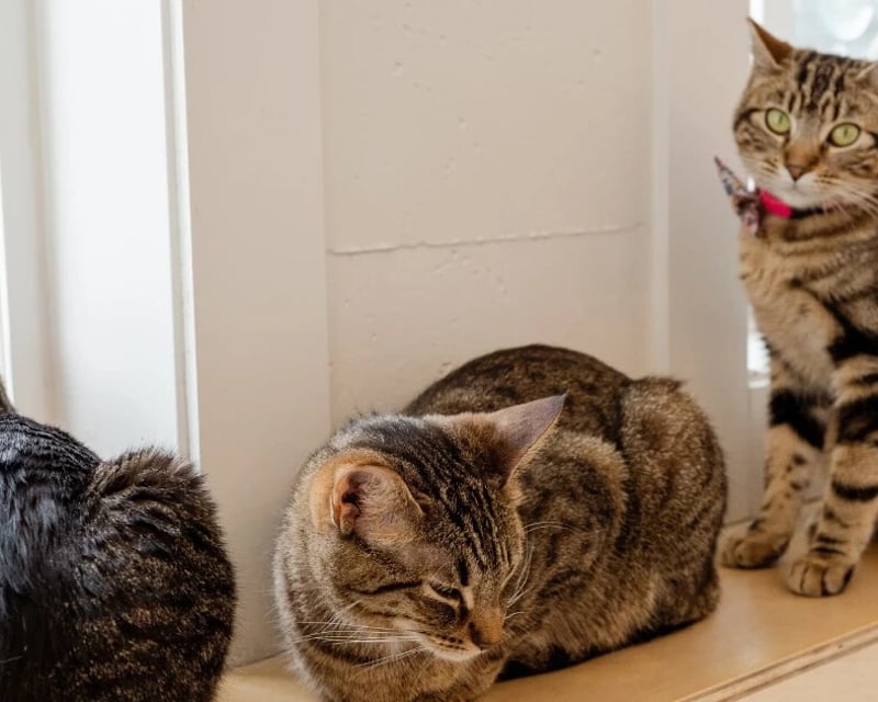 Cat Cafe Visit With Adoptable Rescue Cats in Bellingham