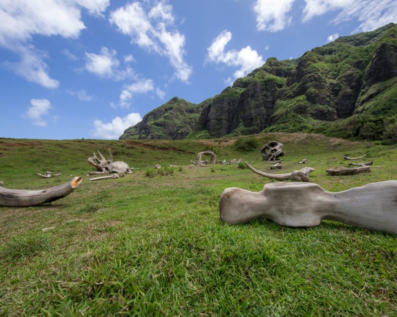 Hollywood Movie Sites & WWII Bunker Tour at Kualoa Ranch