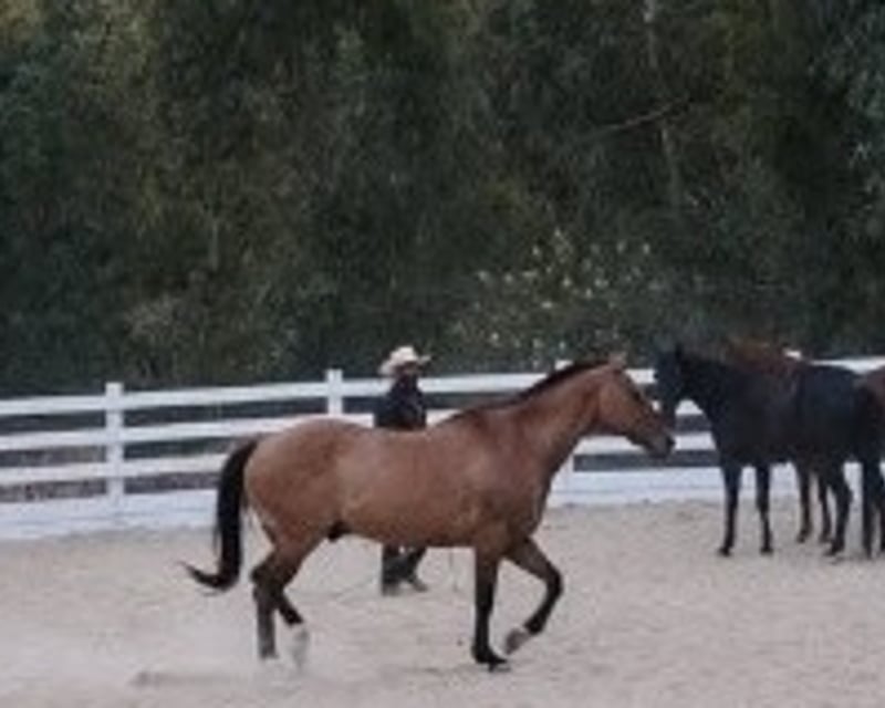 Private Horseback Riding Lesson at a Malibu Ranch
