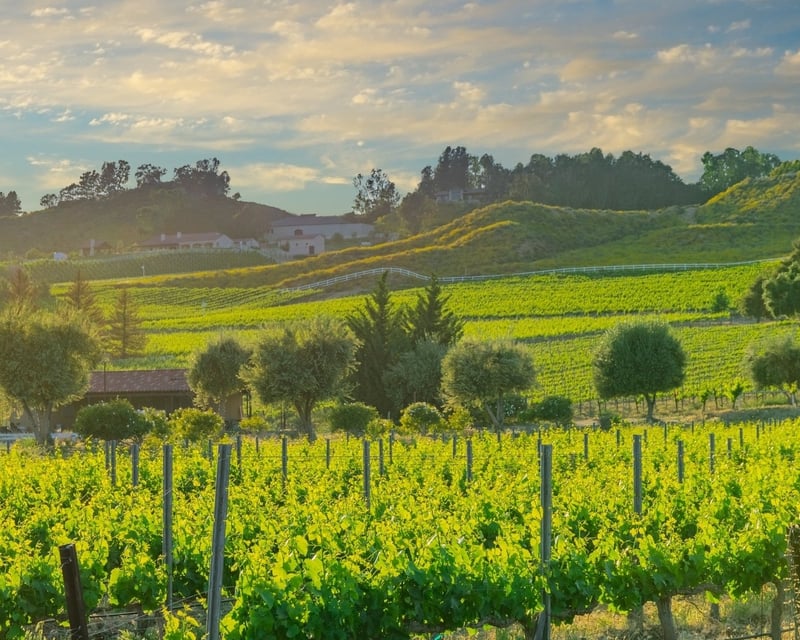 Temecula 3-Winery Wine Tasting Tour