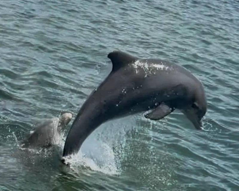 Private Dolphin & Wildlife Boat Tour on Anna Maria Island