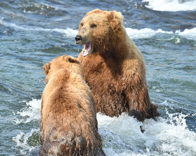 Brooks Falls Bear Viewing Floatplane Tour