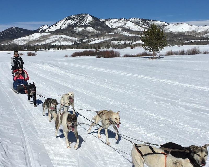 Drive-Your-Own Husky Dog Sledding Tour in Pagosa Springs