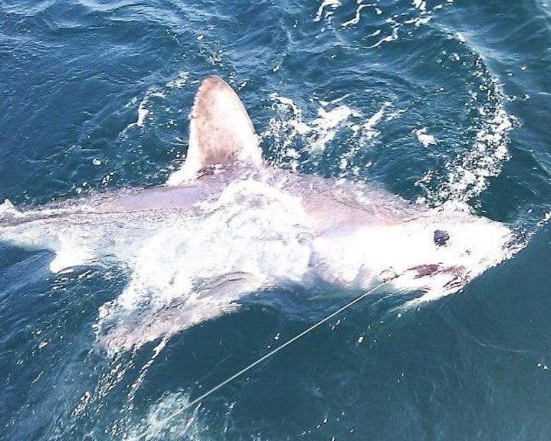 Big Game Tuna & Shark Fishing Charter in Plymouth