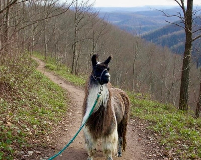 Guided Llama Hike in DuPont State Forest