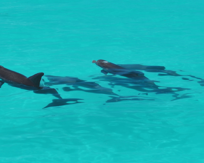 Dolphin Watch & Backcountry Snorkel Tour in Key West