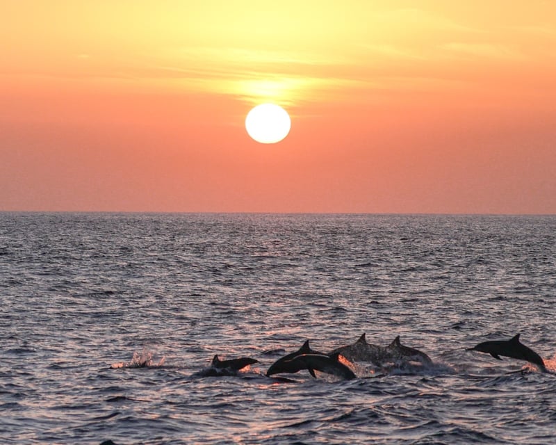 Sunset Wildlife Boat Tour with Biologist in Waianae, Oahu