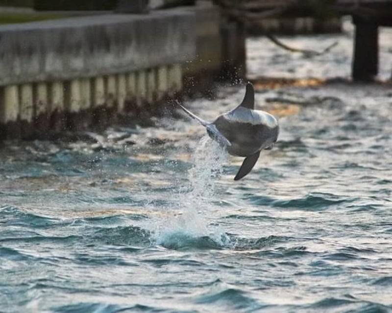 Dolphin & Sandbar Cruise in Siesta Key