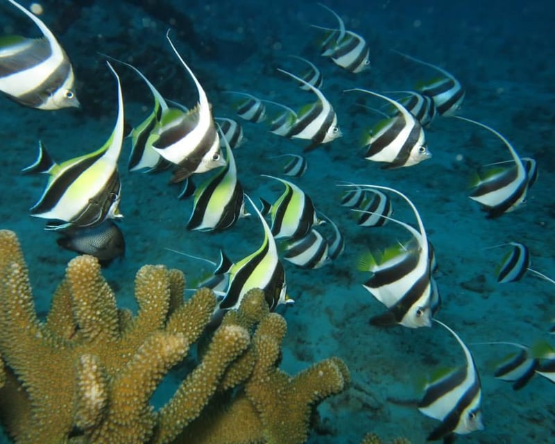 Shallow Coral Reef Scuba Dives in Honolulu