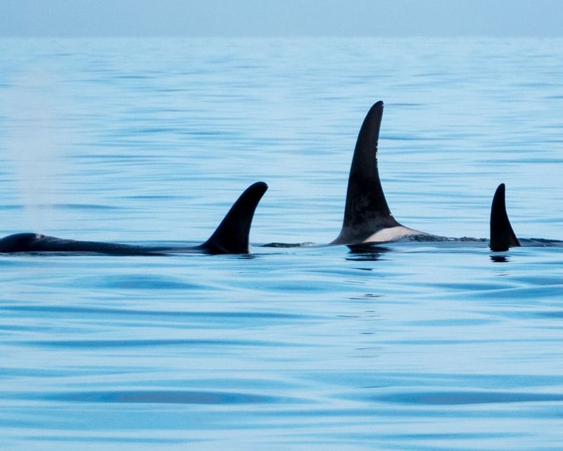 Kachemak Bay Wildlife Cruise to Gull Island from Homer