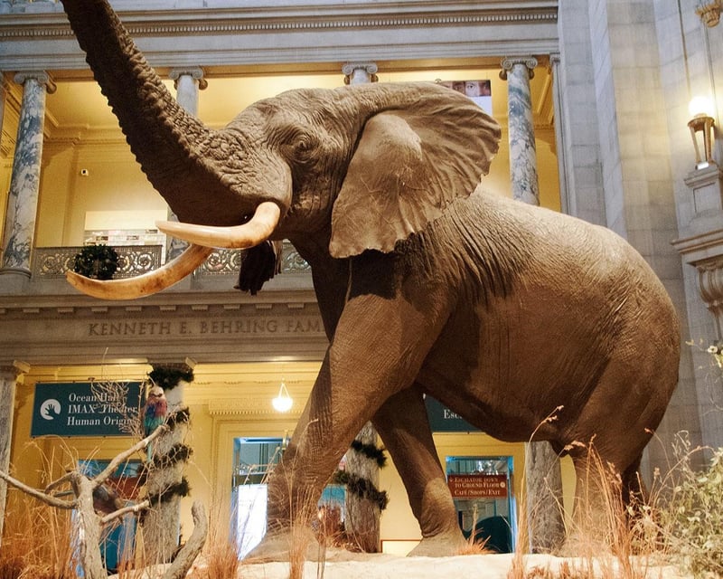 Private Smithsonian Natural History Museum Tour in DC