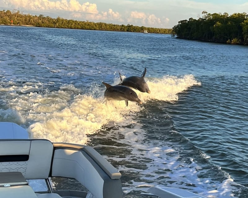 Naples Half-Day Dolphin Watching Charter