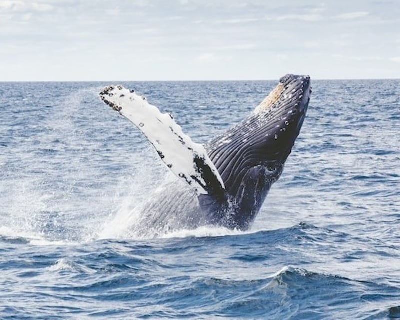 Humpback Whale Watching Boat Tour in Hilo