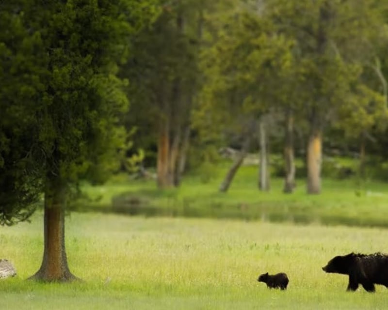 Yellowstone Sunset Wildlife Tour in Lamar Valley