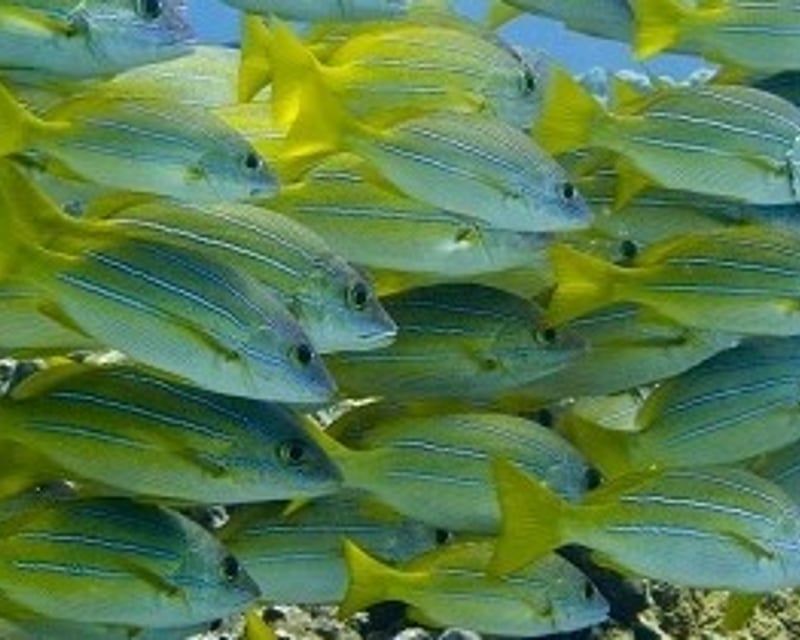 Discover Scuba Diving Lesson