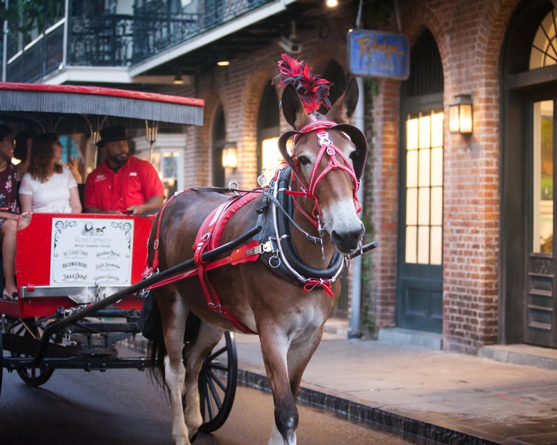 Ride a 1-Hour French Quarter & Marigny Carriage Tour
