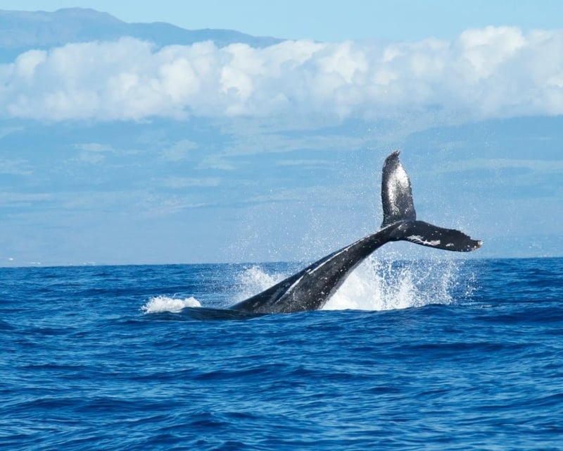 Private Humpback Whale Watching Charter on Kaua‘i