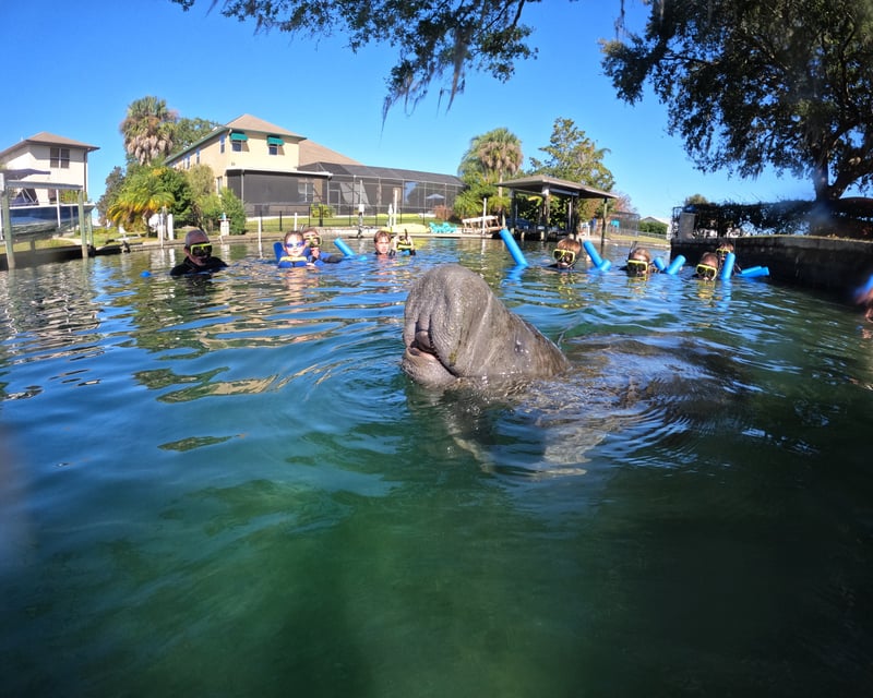 3-Hour Crystal River Manatee Snorkeling Tour