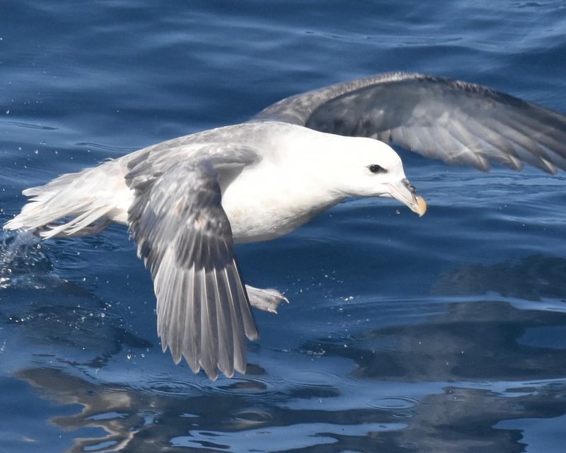 12-Hour Offshore Marine Mammal and Pelagic Bird Watch