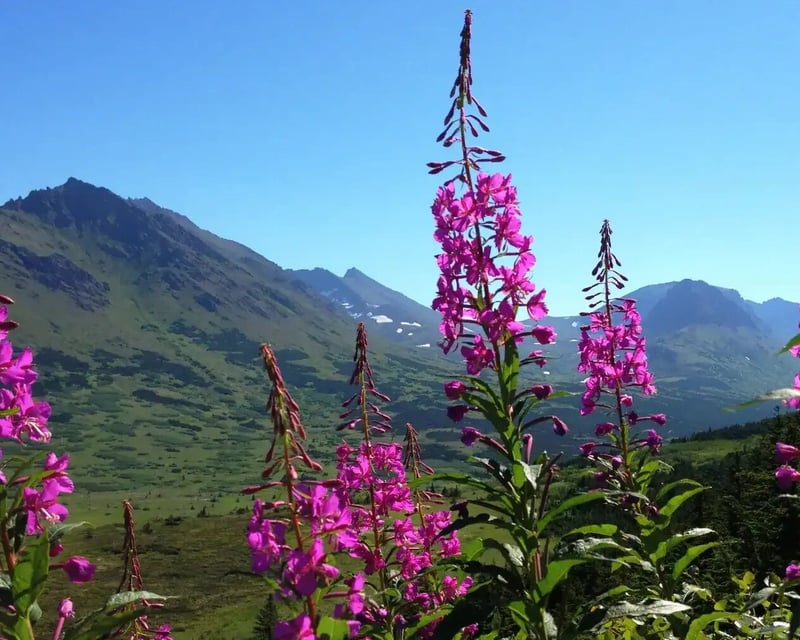Seward to Anchorage Wildlife Tour Transfer
