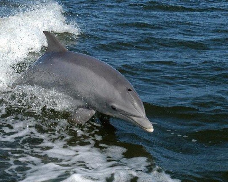 2-Hour Dolphin & Wildlife Cruise in Holmes Beach