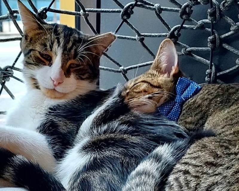 Private Cat Lounge Visit With Adoptable Cats in Lowell