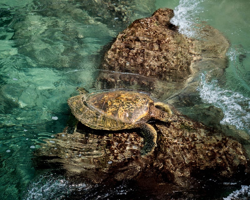 Hawaiian Green Sea Turtle Tour At Ambassadors Hale