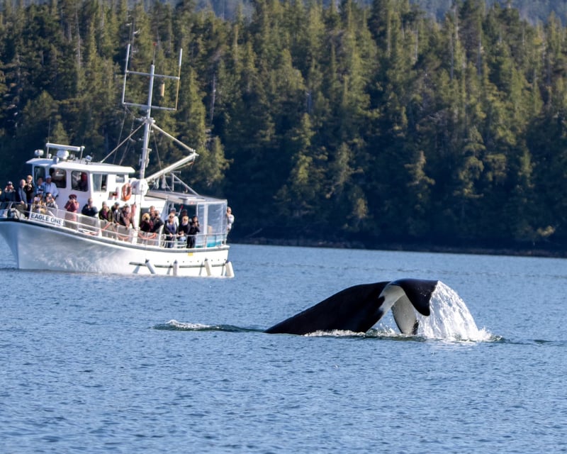 Ketchikan Whale Watching Cruise