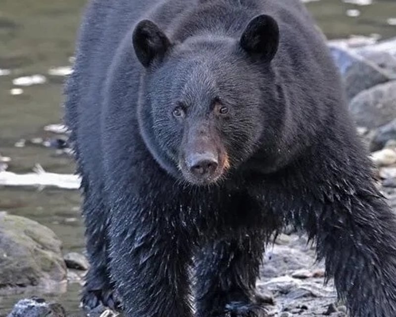 Ketchikan Wildlife & Rainforest Tour with a Local Guide