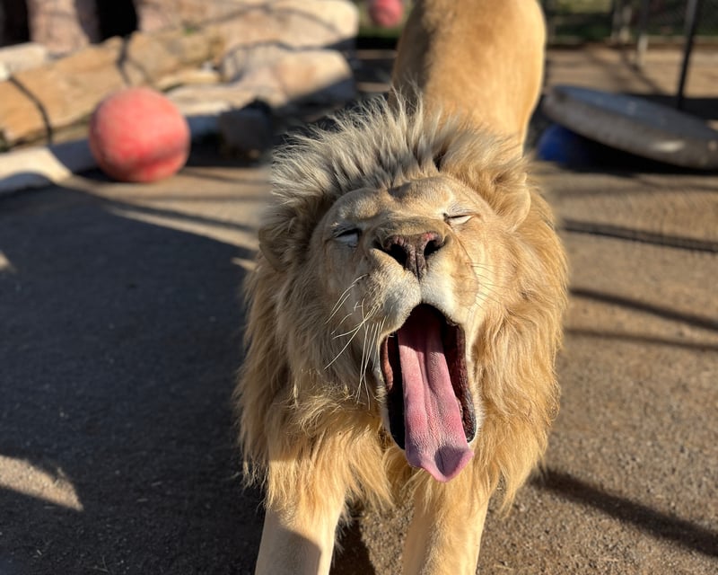 Member-for-a-Day Experience at Lions Tigers & Bears