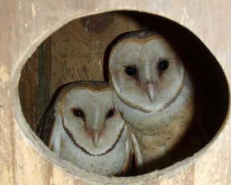 Morning Owl & Hawk Free-Flight Nature Walk in Live Oak
